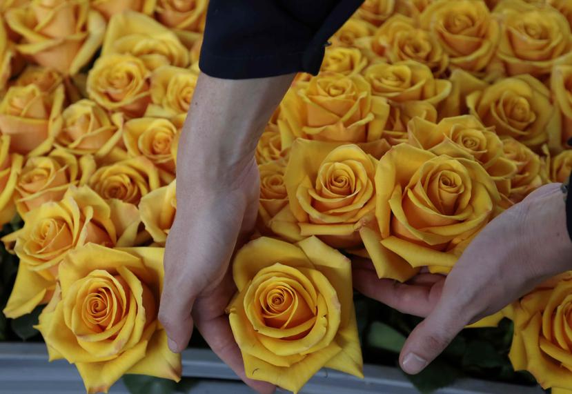 Rosas seleccionadas en una bandeja antes de pasarlas por un proceso químico para extraer su color amarillo natural, teñirlas de otro y preservarlas, en la granja de flores Sisapamba en Tabacundo, Ecuador. (AP)