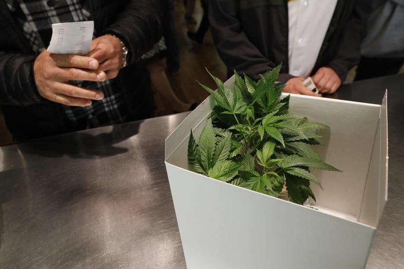 Nueva Jersey aprobó en enero de 2010, bajo la administración del demócrata Jon Corzine, el uso de la marihuana para fines médicos. (AP)