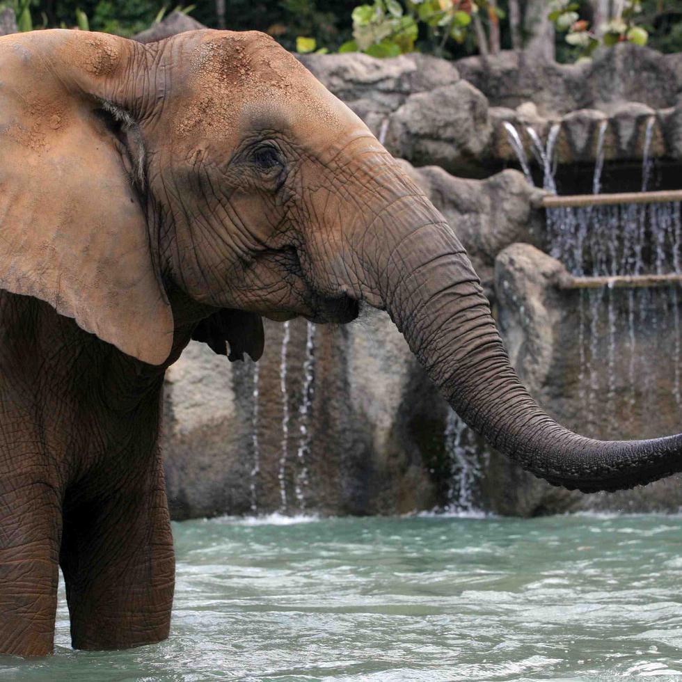 Los animales más grandes del zoológico, como la elefanta Mundi, serán preparados para su traslado con ayuda de especialistas locales y extranjeros, así como sus cuidadores.