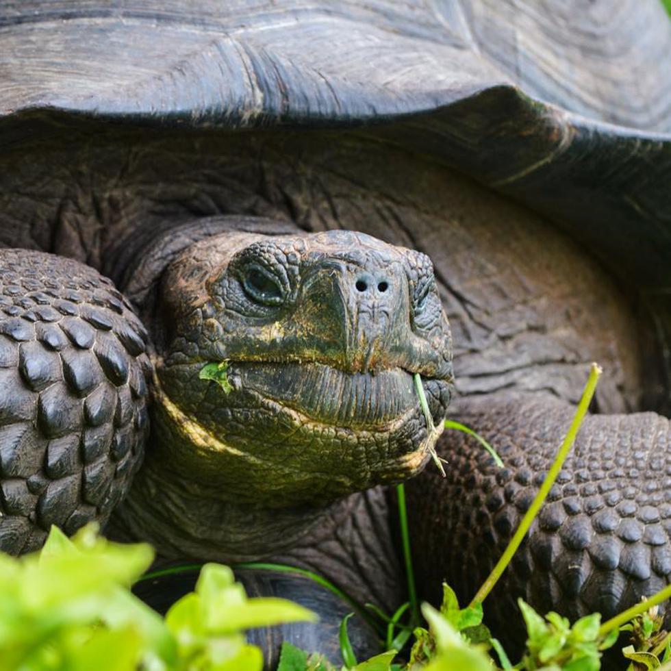 En Galápagos hay una población de unas 60,000 tortugas gigantes.