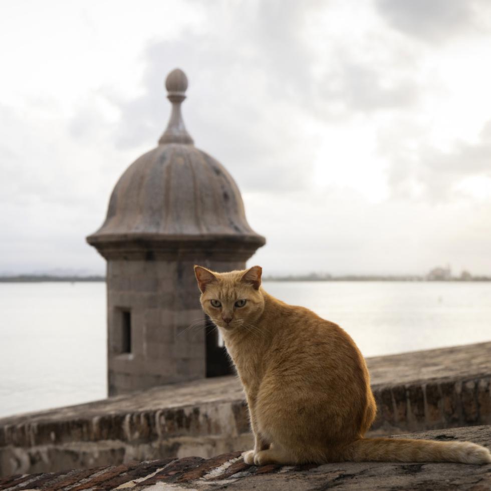 La población de gatos en el Paseo del Morro se estima en 150 individuos.