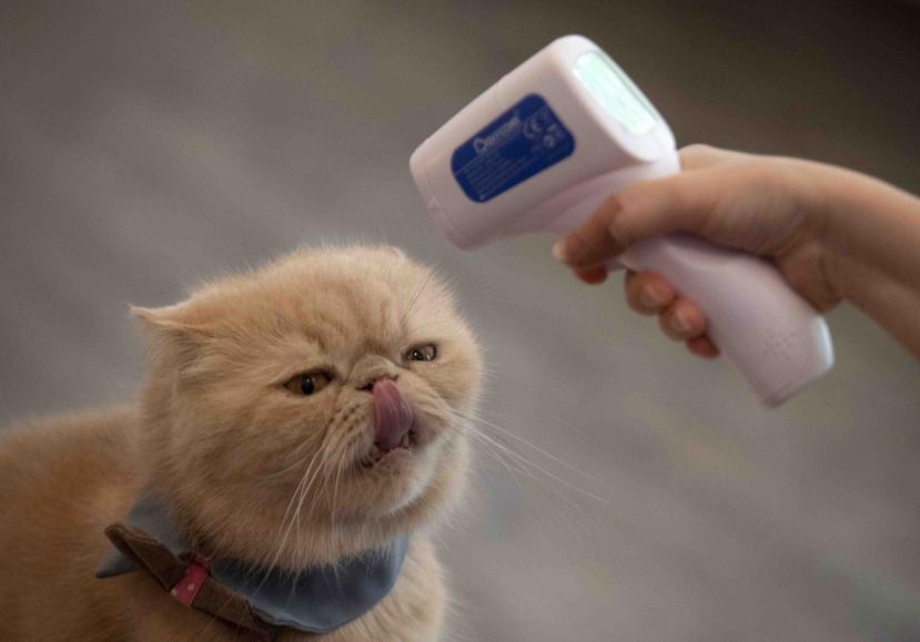El dueño de un gato le toma la temperatura con el termómetro de lectura a distancia. (AP)
