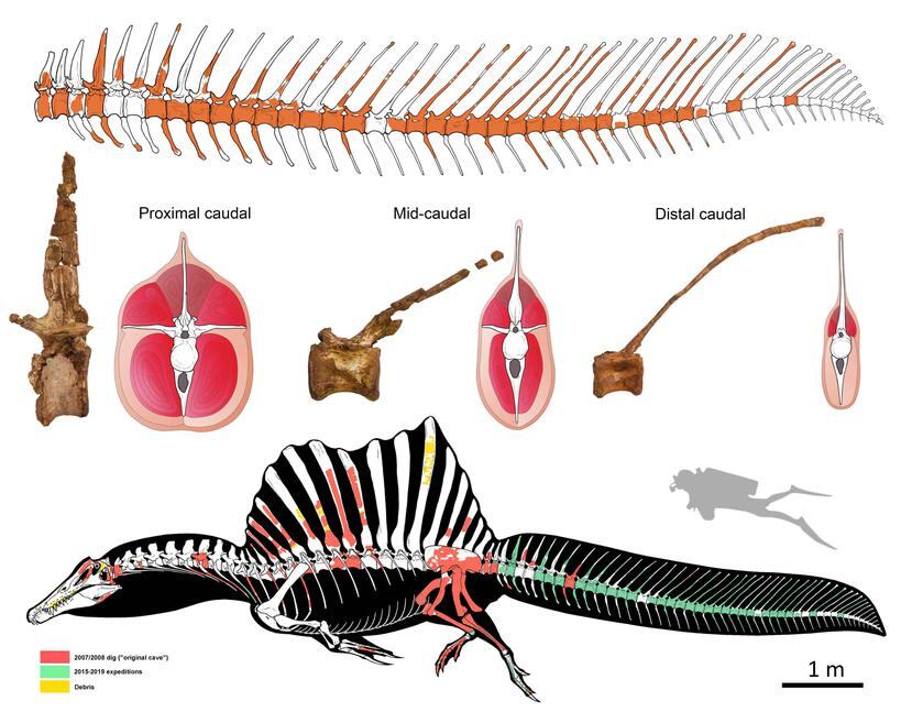 La gráfica muestra la posible apariencia del dinosaurio, la composición osea de su cola y su tamaño en comparación a un buzo. (Marco Auditore y Gabriele Bindellini vía The New York Times)