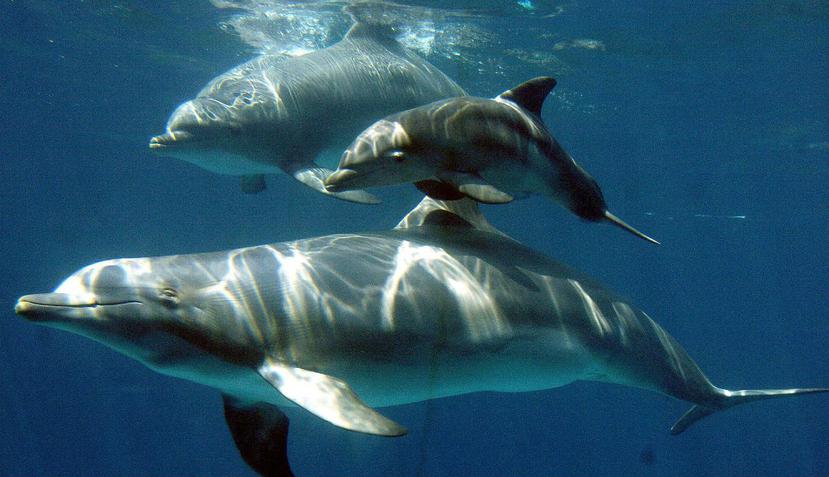 La tasa de supervivencia de los delfines había disminuido en 12% después de la ola de calor de 2011. (EFE)