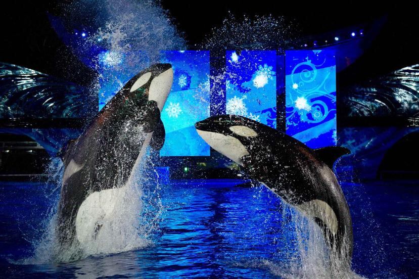 La Comisión de Costas de California aprobó una expansión de los tanques de orcas de SeaWorld en San Diego que costará 100 millones de dólares.