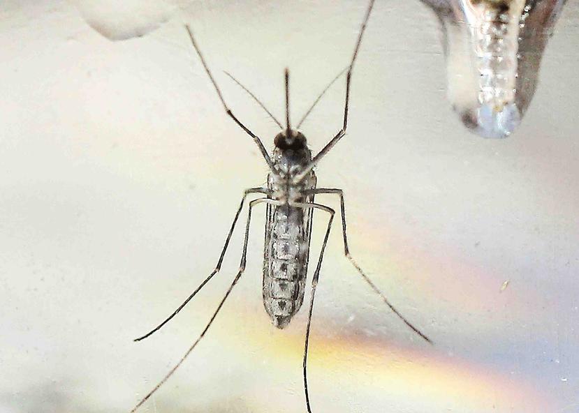 El zika es transmitido principalmente por la picada del mosquito Aedes aegypti. (EFE)
