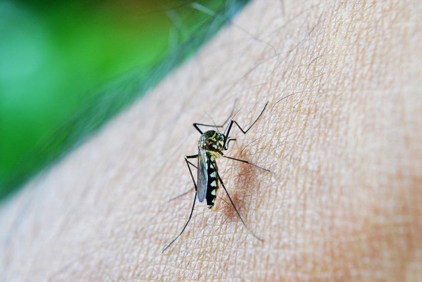 El trabajo demuestra que una infección por Zika no debe aumentar el peligro de infección por dengue. (Pixabay)