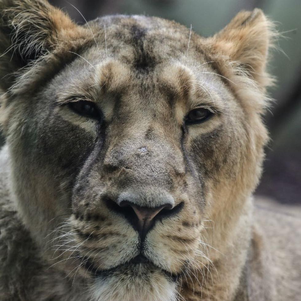 Imagen de archivo de una leona.