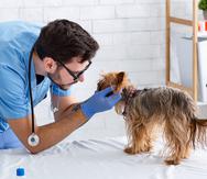 El primer paso para la prevención de loa rabia en la mascota es la vacunación, ya que disminuye considerablemente las probabilidades de que la mascota contraiga la enfermedad.