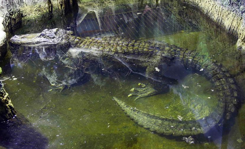 Haber vivido 84 años “es una edad respetable” para este tipo de reptil, un “Alligator mississippiensis”. (AP)