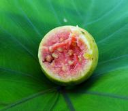Por su alta concentración de vitamina C, la guayaba es una fruta ideal para prevenir el daño de radicales libres, por lo que es una forma natural de prevenir el cáncer.