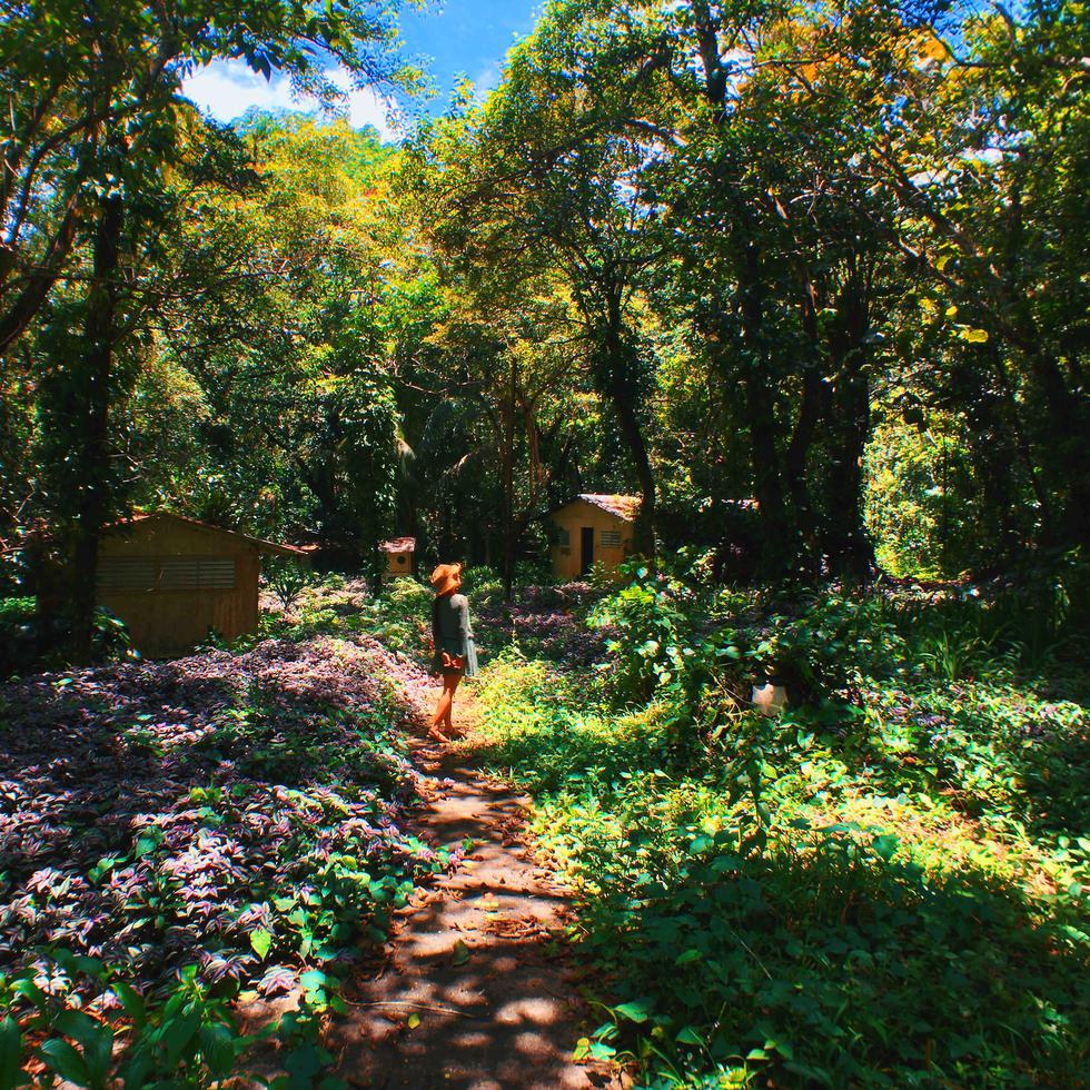 En el Bosque de Río Abajo, en Utuado, podrás explorar la naturaleza en estado puro.
