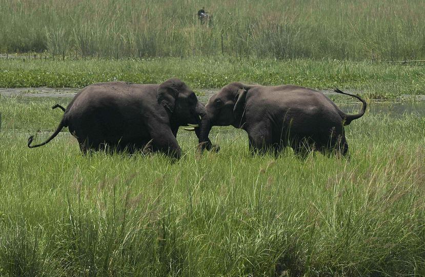 Dos elefantes salvajes, llegados con una manada a un humedal cerca de la estación de tren de Thakurkuchi, forcejean a las afueras de Gauhati, Assam, India, en 2017. (AP)