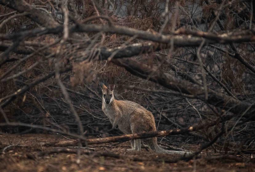 Los incendios forestales en Australia han matado a millones de animales. (EFE)