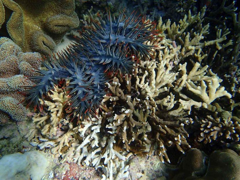 La estrella de mar corona de espinas o acantáster púrpura es uno de los pocos animales que pueden comer corales, en los que basa su dieta. (Yuna Zayasu / Instituto de Ciencia y Tecnología de Okinawa)