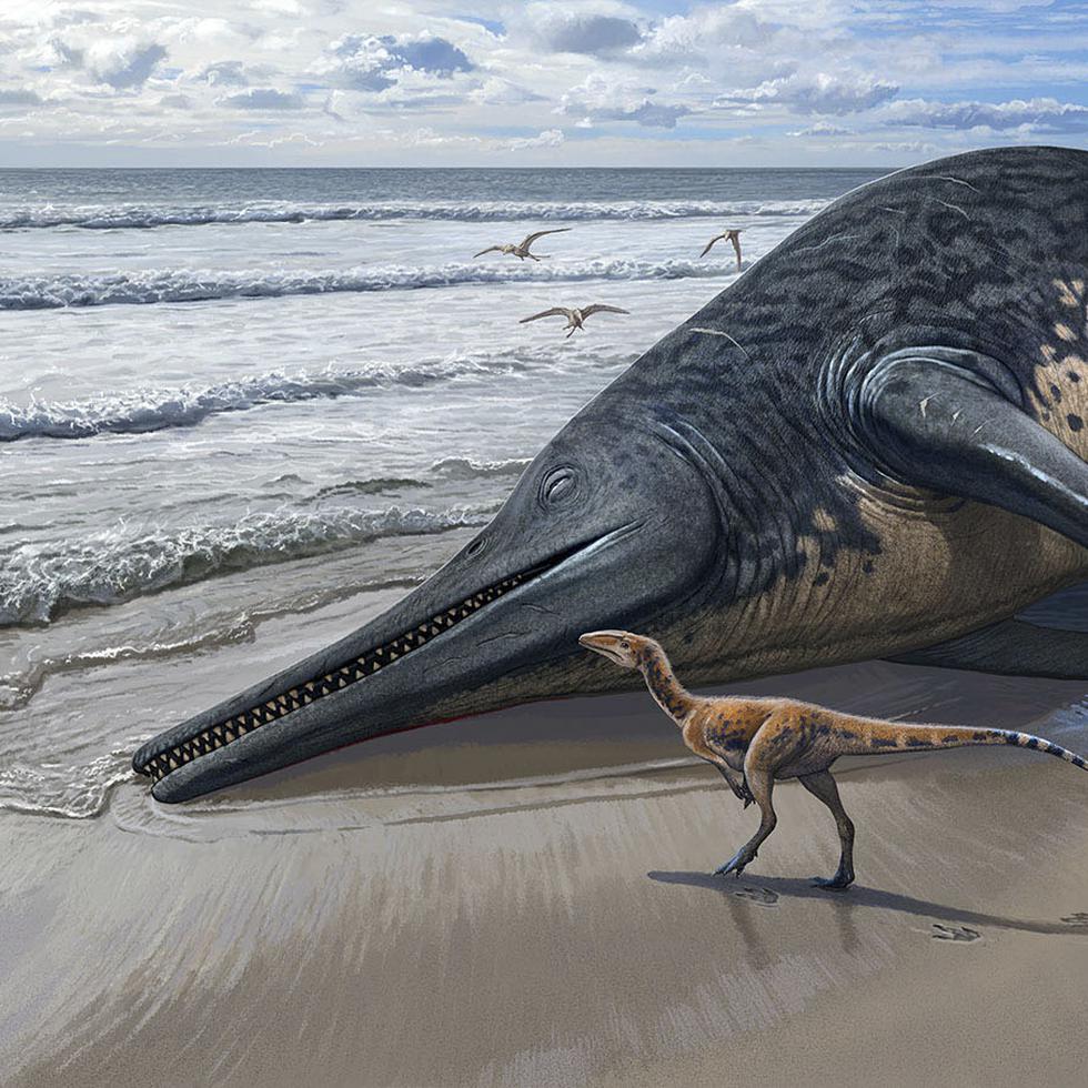 En mayo de 2020 mientras buscaban fósiles en una playa de Devon, en el suroeste de Inglaterra, un padre y una hija de 11 años hallaron restos de una mandíbula de 2 metros que resultaron ser similares a otros encontrados en 2016 y pertenecer a un nuevo tipo de reptil marino, el más grande conocido hasta ahora.