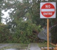 Un árbol obstruye el tránsito en una carretera de Ponce.