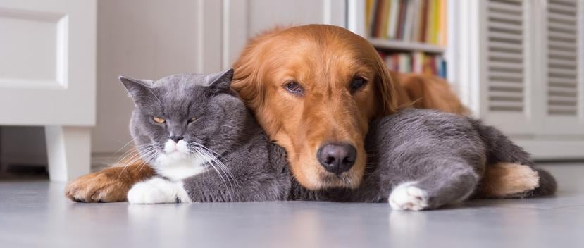 Entre los nuevos servicios para perros y gatos están los 'spas' a domicilio para la comodidad de ellos y de sus humanos. (Shutterstock)