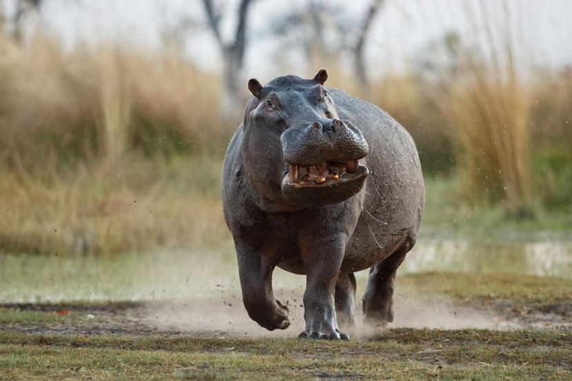 Los hipopótamos de Pablo Escobar le han dado muchos problemas a las autoridades colombianas. (Shutterstock)