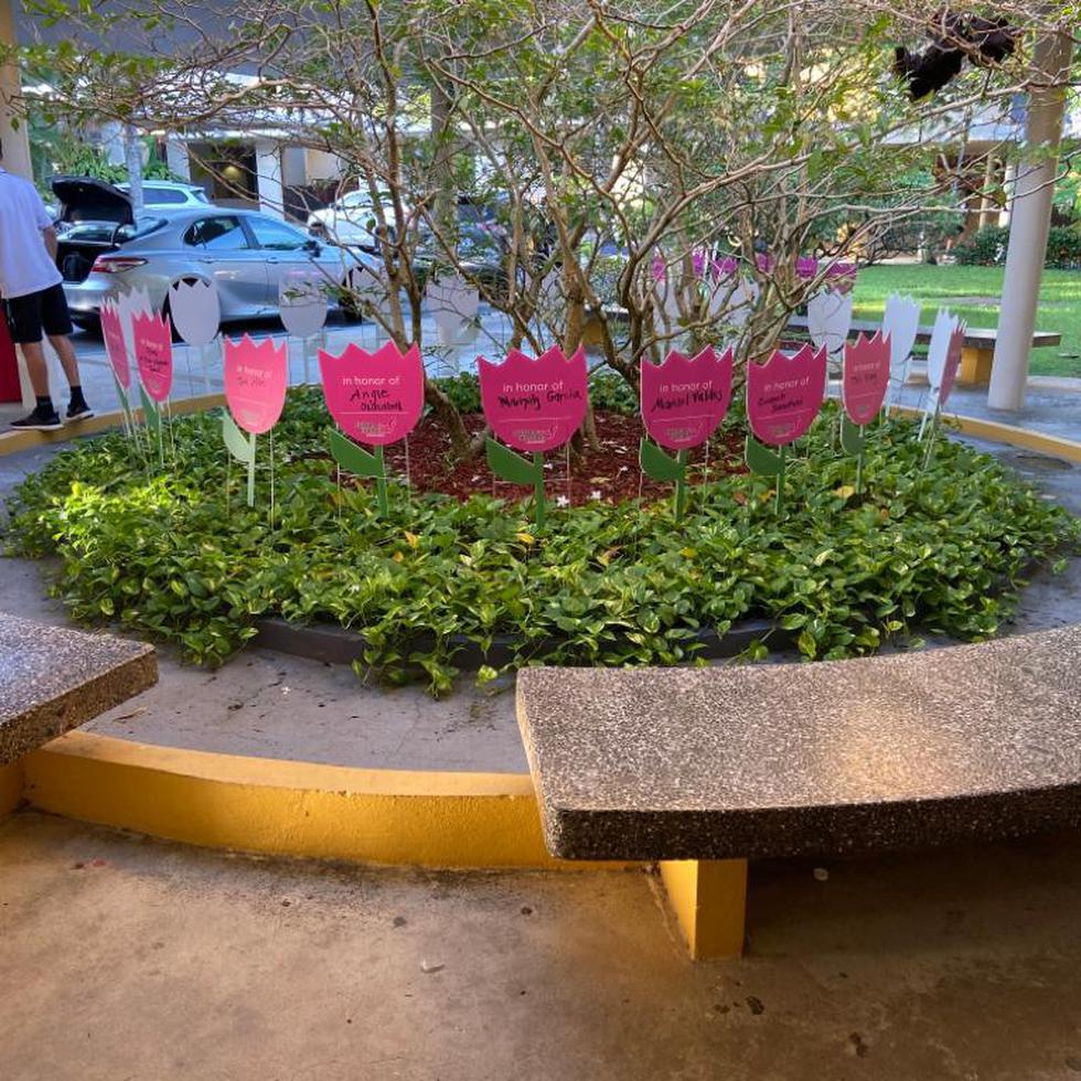 Lostulipanes rosados adornan los jardines de los colegios participantes. (Foto: Suministrada)