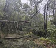 Esta fotografía proporcionada por Austin Rebello muestra árbloles caídos tras el paso de una tormenta, el miércoles 13 de septiembre de 2023, en Killingly, Connecticut.