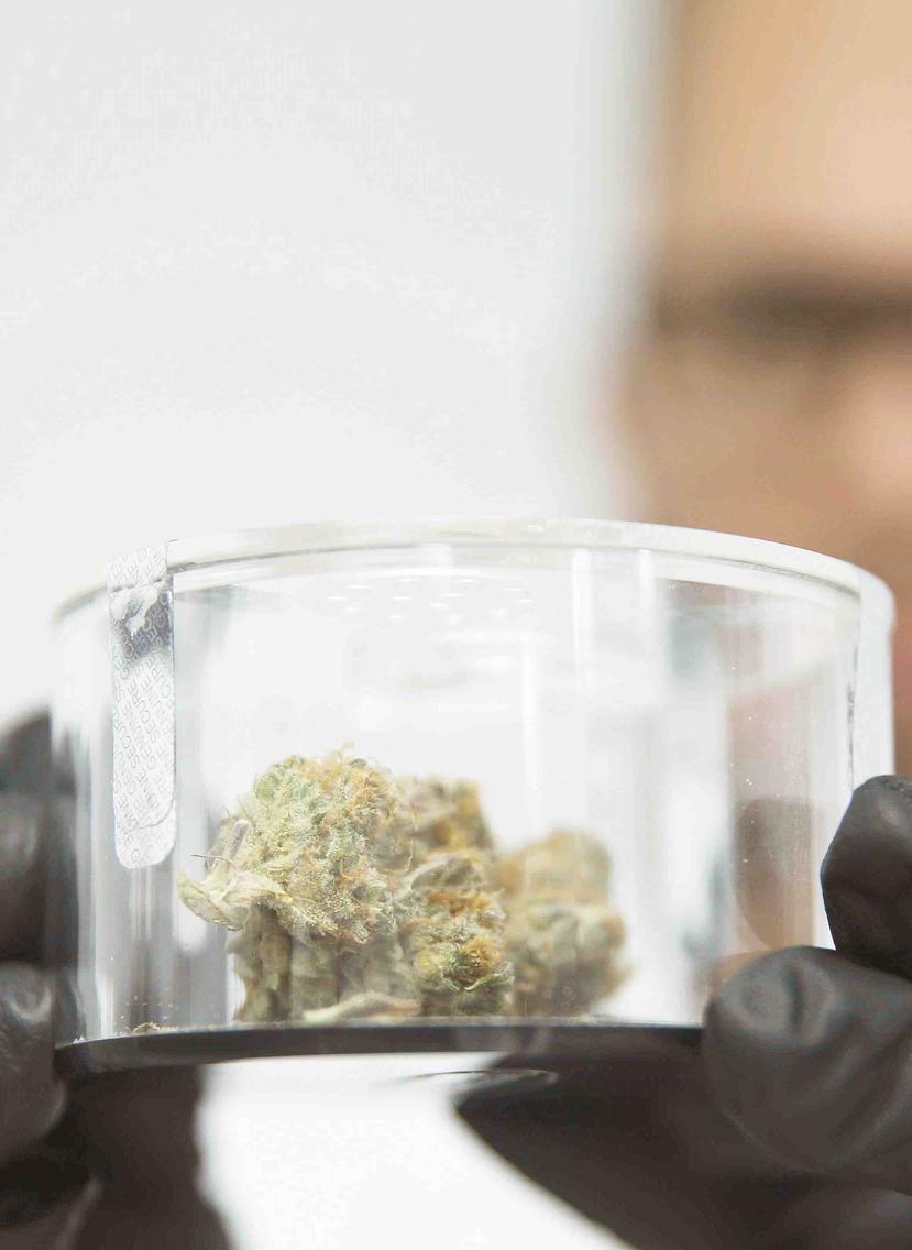Todas las plantas y productos del cannabis medicinal deben someterse a pruebas de laboratorio para verificar que cumplen con los estándares de calidad y los niveles de THC establecidos. (GFR Media)