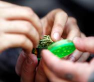 El incremento se asocia a que más estados permiten el uso médico y recreativo del cannabis. (Archivo)