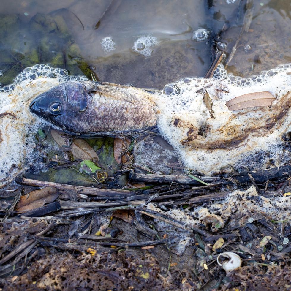 Since October 2022, the DRNA has been investigating an event of alleged contamination and mortality of fish and shrimp in the Hacienda Campo Rico lake, for which the farm management blamed the landfill and apparent inadequate management of leachate.