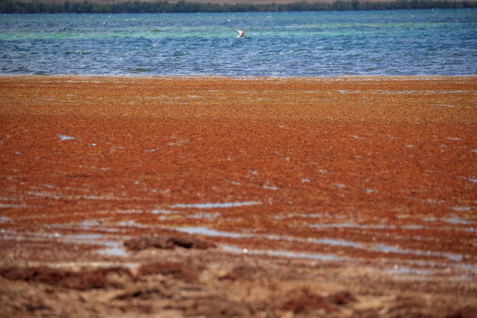 Playa Sucia conocida por sus espectaculares vistas de tonos azules se ve opacada por la presencia de esta materia orgánica.
