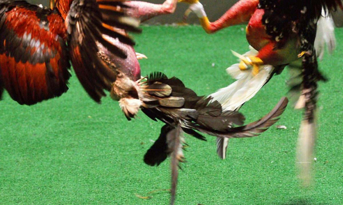 Nueva exhibición documenta la rica historia de las peleas de gallos