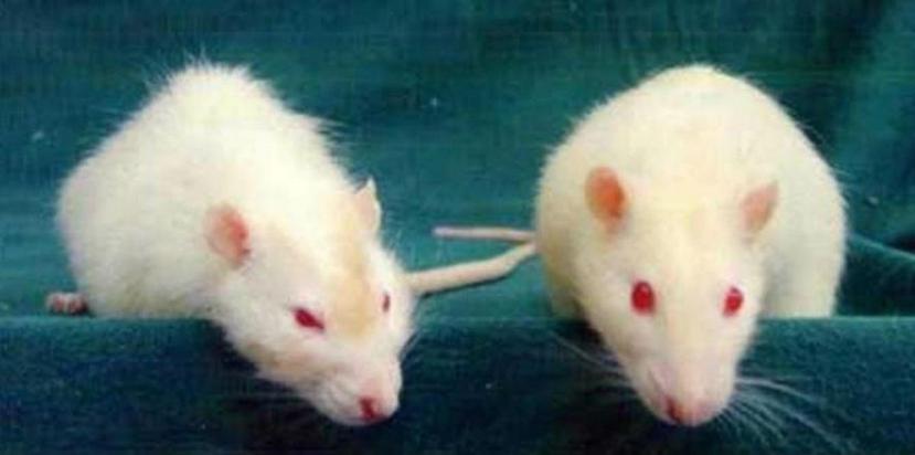 Muchas veces, los experimentos con animales, no son moral ni científicamente justificables. (EFE)