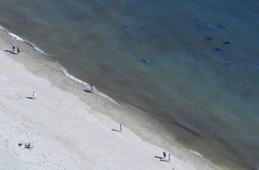 Unas focas nadando en una playa de North Eastham, Massachusetts. (Steve Heaslip/The Cape Cod Times via AP)