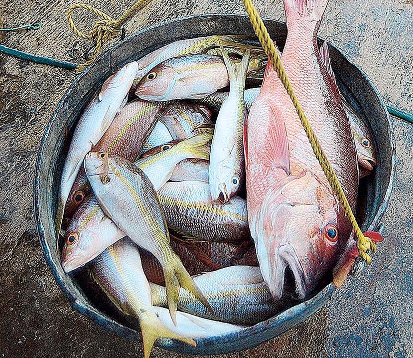 En 2015 casi todos los peligros estaban relacionados con el mercurio en el pescado. (GFR Media)