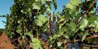 Foto de archivo de un viñedo de la uva Pinot Noir en el estado de Oregon (AP Photo/Greg Wahl-Stephens)