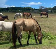 Pese a que no existe un estudio poblacional de caballos en Vieques, ciudadanos, funcionarios y personal de organizaciones sin fines de lucro coincidieron en que la cantidad ronda entre 4,000 y 5,000.