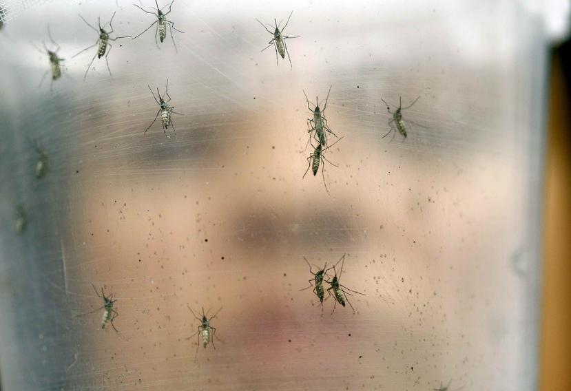 Oxitec ha alterado genéricamente el mosquito Aedes aegypti, responsable también de la transmisión del dengue y chikungunya, para que los machos tengan descendencia que no llegue a sobrevivir. (AP)