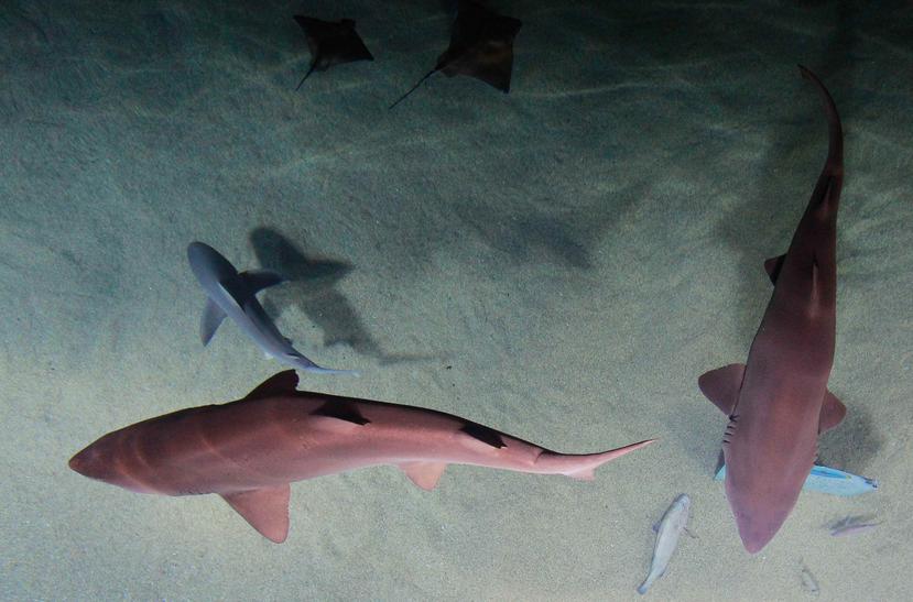 El Departamento de Agricultura y Pesca de Queensland informó que seis tiburones fueron cazados. (EFE)
