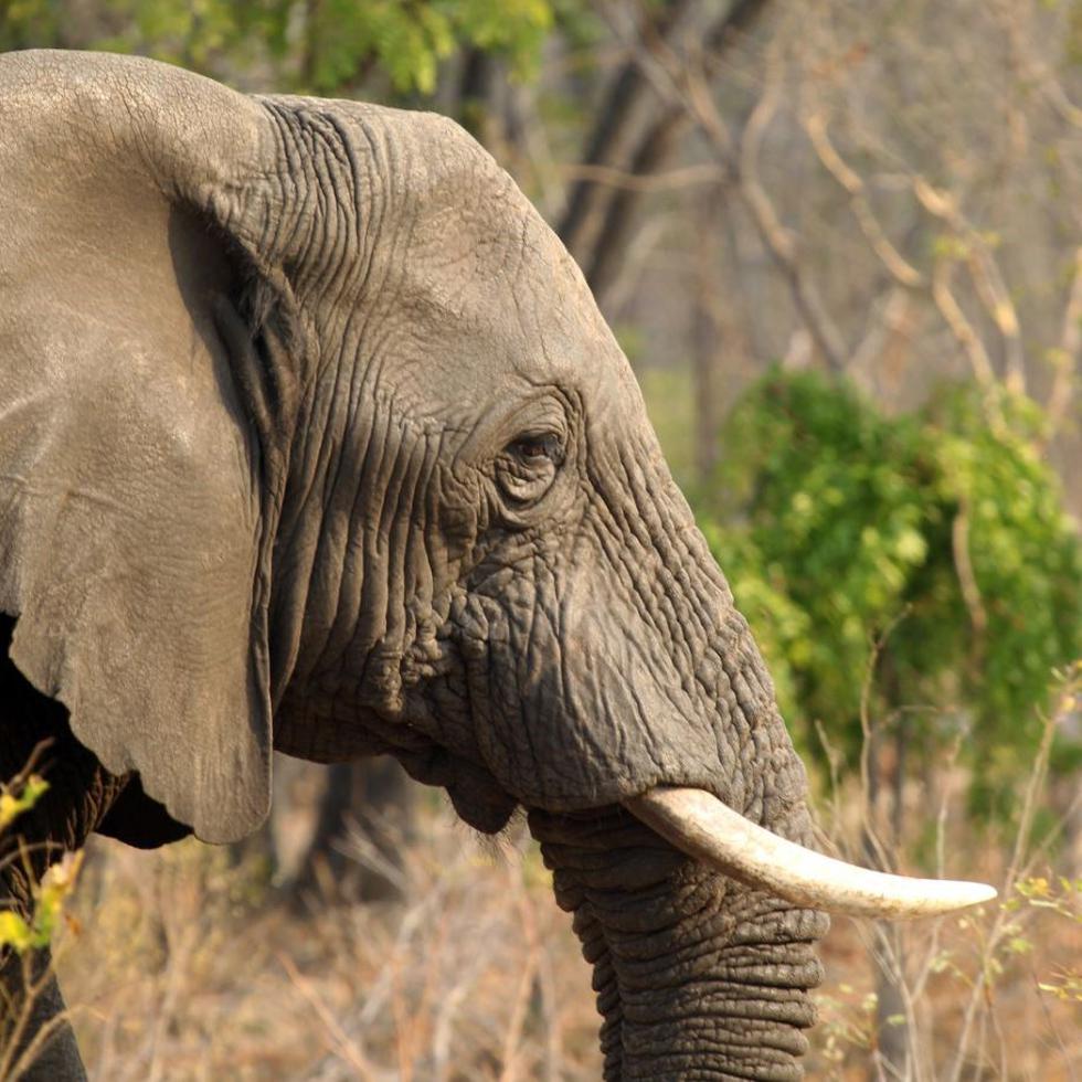 El Fondo Internacional para el Bienestar Animal ha descrito la situación como una crisis para los elefantes y otros animales.