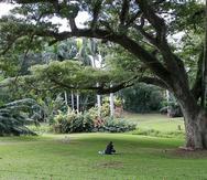 El Jardín Botánico de la Universidad de Puerto Rico abrió el 10 de marzo de 1971 -bajo la presidencia de Jaime Benítez-, por lo que este año celebra su 50 aniversario.