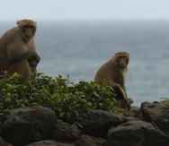 En cayo Santiago se estudian a los primates. (GFR Media)