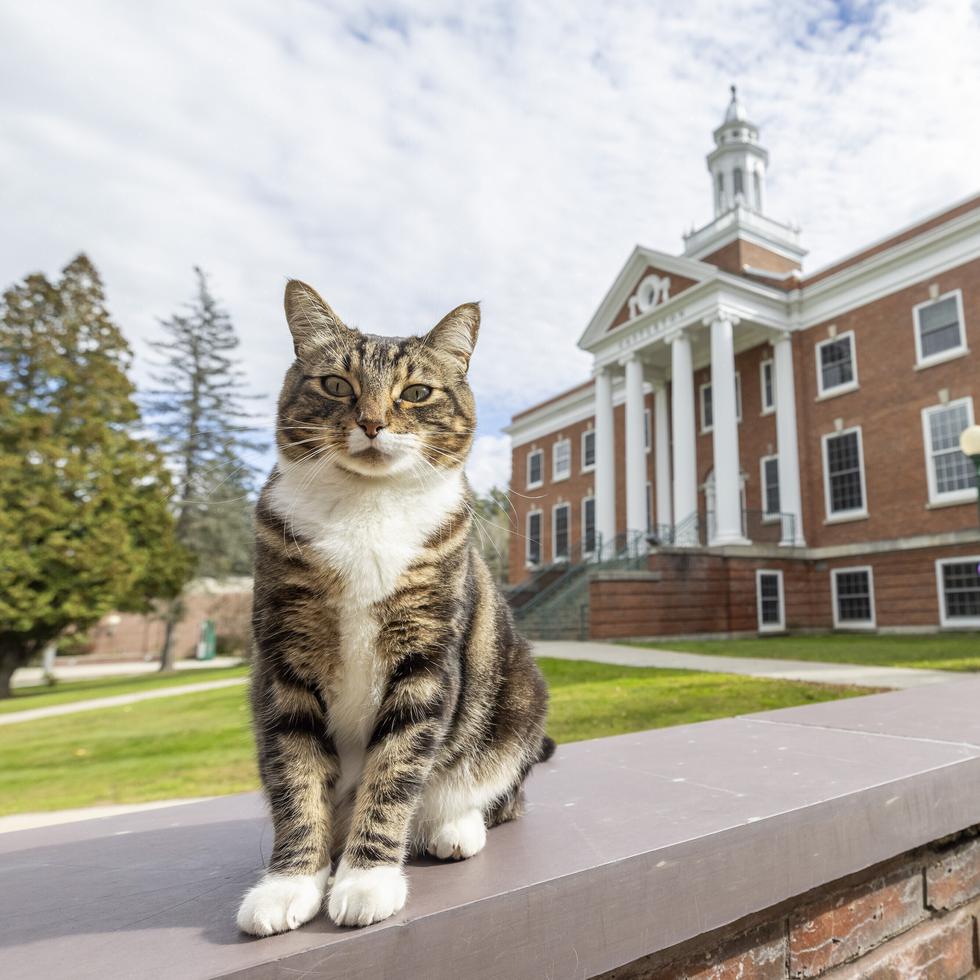 Max el Gato posa frente a Woodruff Hall en la Universidad Estatal de Vermont Castleton