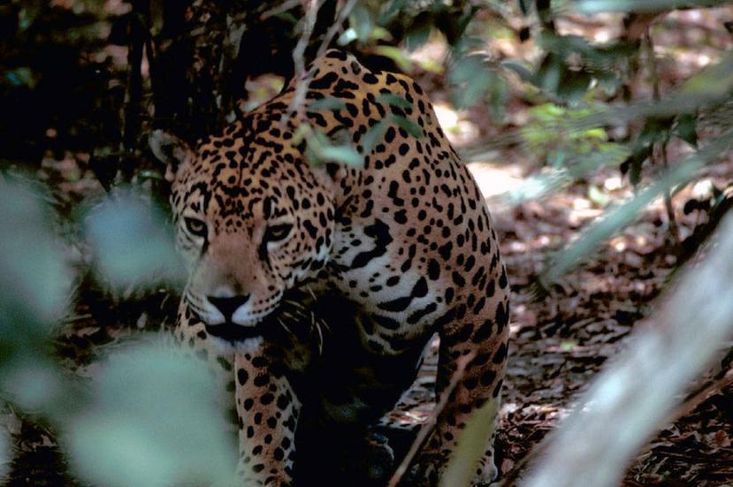 Los jaguares han sido cazados furtivamente casi hasta la extinción en el pasado. (Gary Stoltz / U.S. Fish and Wildlife Service vía The New York Times)
