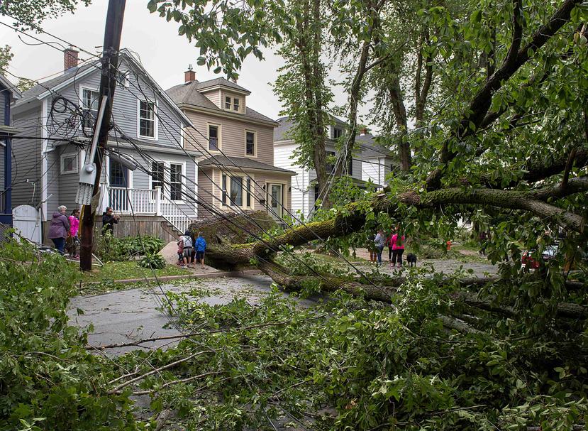 Una carretera en la ciudad canadiense de Halifax permanece intransitable luego que el huracán Dorian derribó varios árboles. (The Canadian Press / Andrew Vaughan)