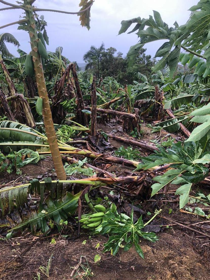 El huracán Fiona devastó los cultivos de Iván Torres.