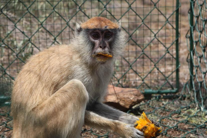 Los investigadores calculan que hay entre 150 y 200 macacos Rhesus en el parque y una cantidad desconocida afuera. (Archivo / GFR Media)