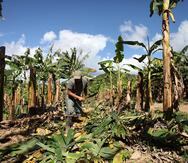 El estudio consistió en encuestar a 200 asesores agrícolas (funcionarios en contacto directo con los agricultores) en Puerto Rico e Islas Vírgenes. Las encuestas se hicieron en 2018.