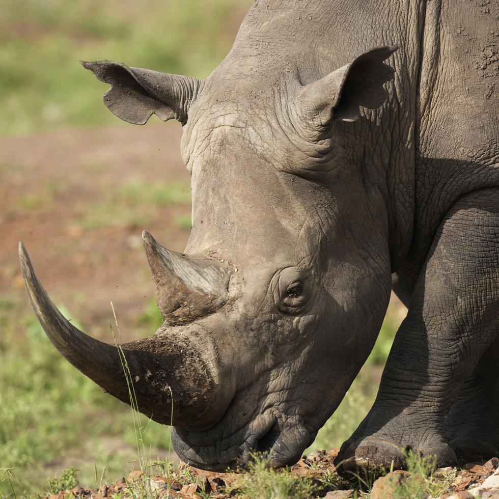 Los ecologistas en Kenia celebraban el traslado de varios rinocerontes a una llanura donde no se les había visto en décadas.