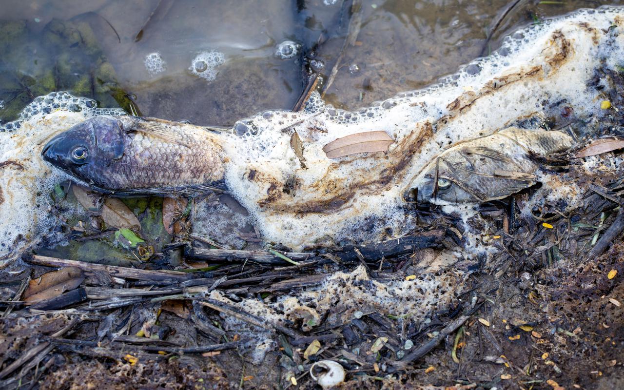 En el limbo investigación del DRNA sobre muerte de peces y langostinos en lago aledaño al vertedero de Carolina 