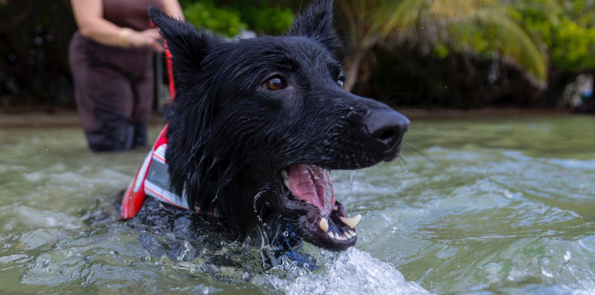 Mascotas saludables: evita factores de riesgos como el ahogamiento en seco