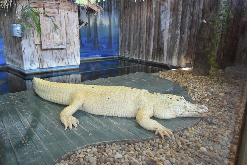 El parque Gatorland comparten diariamente curiosidades y hábitos de diferentes tipos de cocodrilos a través de Facebook Live. (Suministrada)
